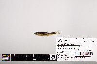 Notropis leuciodus image