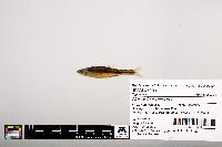 Notropis leuciodus image