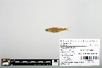 Notropis boops image