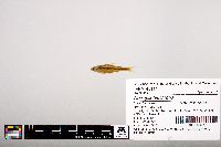 Notropis leuciodus image