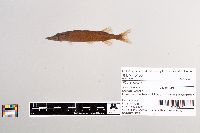 Esox niger image