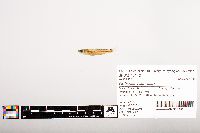 Notropis volucellus image