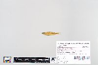 Notropis volucellus image