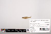 Notropis heterolepis image