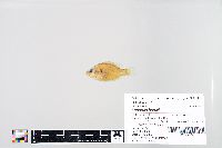Image of Lepomis humilis