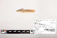 Noturus flavus image