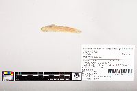 Noturus flavus image