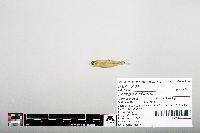 Notropis hudsonius image