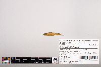 Notropis heterolepis image