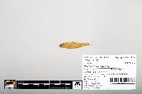Notropis hudsonius image