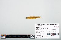 Notropis atherinoides image