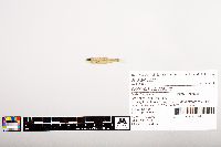 Notropis volucellus image