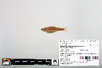 Notropis baileyi image