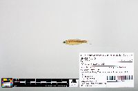 Notropis blennius image