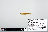 Notropis atherinoides image