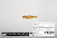 Notropis hudsonius image