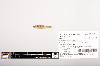 Notropis volucellus image