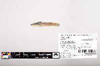 Noturus flavus image