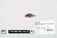 Lepomis cyanellus image