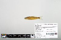 Notropis hudsonius image