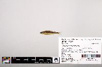 Notropis leuciodus image