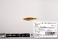 Notropis micropteryx image