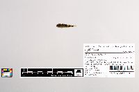 Cottus carolinae image