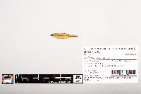 Notropis volucellus image