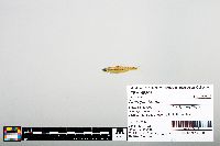 Notropis boops image