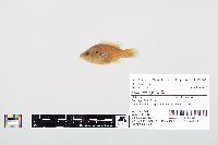 Lepomis cyanellus image
