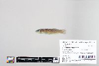 Image of Fundulus catenatus