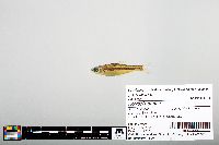 Notropis boops image
