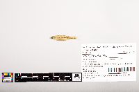Notropis volucellus image
