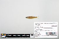 Notropis boops image