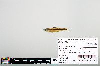Notropis greenei image