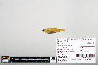 Notropis boops image