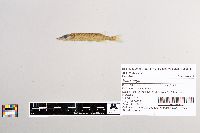 Esox niger image