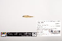 Notropis volucellus image