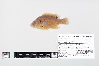 Lepomis cyanellus image