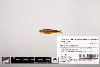 Notropis leuciodus image