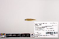 Notropis micropteryx image