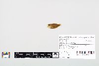 Lepomis cyanellus image