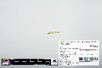 Notropis atherinoides image