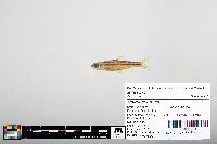 Notropis boops image