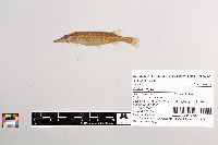 Esox niger image