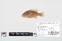 Lepomis cyanellus image