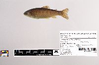 Oncorhynchus mykiss image
