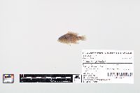 Lepomis cyanellus image