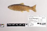 Oncorhynchus mykiss image