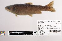 Oncorhynchus mykiss image